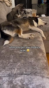 4.1M views · 79K reactions | I got my Husky her OWN Husky! #funny #pets | Maya The Husky | Facebook