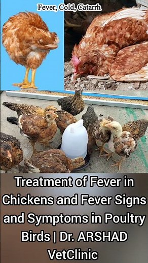Coldrex for Chickens | Fever, Cold, Cough, Catarrh | Dr. ARSHAD