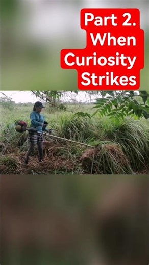 Cutting the Citronella Jungle. #asmr #learning #shorts #grasscutter#cuttingcitronellaplants