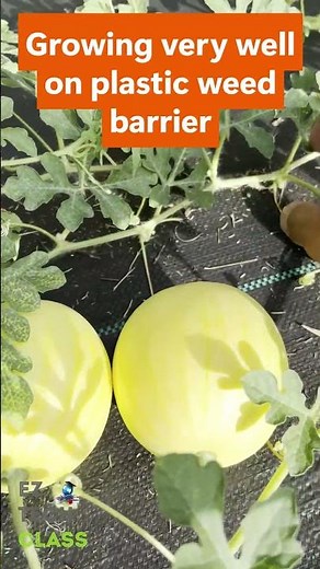 🍉 Harvesting Lemon Drop Watermelon 🍋 | Rare all Yellow skin Melon Grown in DFW Garden (Zone 8b)! 🌞