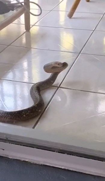 173K views · 3K reactions | Brown Snake Evacuates Tanawha Home! 藍...