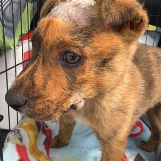 To every CrisisDogsNC foster family who opens their heart and home—thank you. We truly couldn’t do this without you. 💙🐾 #CrisisDogsNC #FosterFamilies #FosterLove #RescueDogs #ThankYouFosters #FosterSavesLives #RescueFamily #VolunteerPowered #BecauseOfYou #SecondChances #DogRescue | CrisisDogs NC