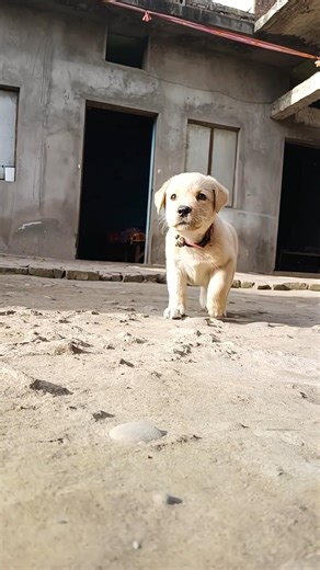 ruby walk #labradorretrieverpuppy #trending #cute #viral #puppy #short