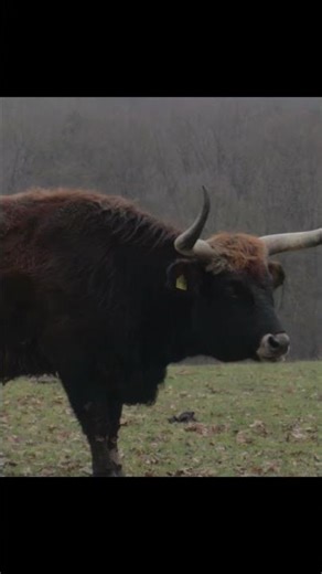 CLEANING ANIMALS, Bull, CAMEL| LEARN ANIMAL NAMES AND FACTS WITH TOYS