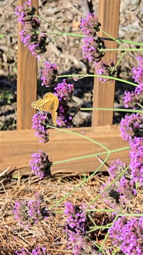 30 reactions · 3 comments | Take a moment to breathe in the calm and beauty of nature. 曆 Let the time flow, and feel how gentle the world is. | The Thoughtful Gardener | Facebook