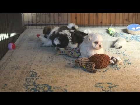 Shichon Puppies For Sale