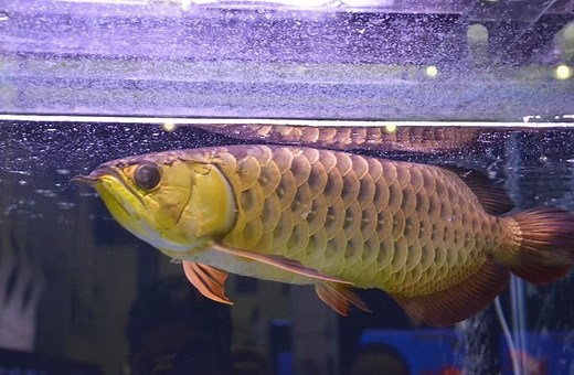 Asian Arowana 101: Care, Diet, Tank Size, Tank Mates & More - Aquarium Part