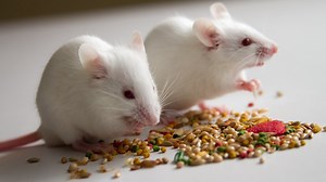 Laboratories scramble for research mice to develop COVID-19 vaccine