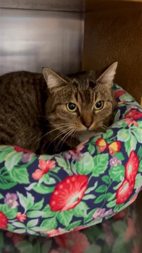 Save-A-Pet Rescue Dothan, AL on Instagram: "Feature kitty today is E-State! ❤️❤️ She has the softest fur, and the cutest meow! She is available at PetSmart in cage #2."