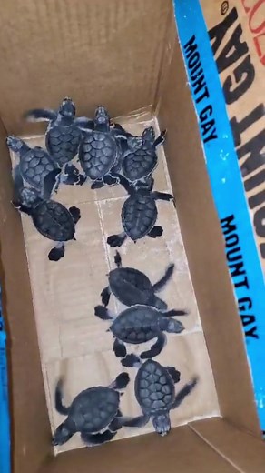 Sea Breeze on TikTok