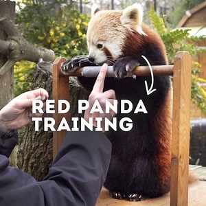 The CUTEST Red Panda training you've ever seen! 😍 Red pandas just like Tilly and Nam Pang are an endangered species which is why their contribution to the endangered species breeding program is so vitally important. 🌿 On Endangered Species Day, learn why our small mammal team train our red pandas and why we support an incredible in-situ charity Red Panda Network 🧡 #EndangeredSpeciesDay | Hertfordshire Zoo