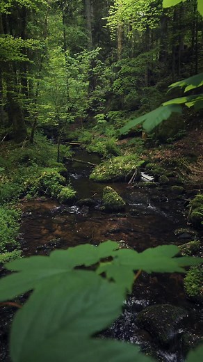 Enchanted Blackforest - Exploring the Enchanted Forest of Calw, Germany
