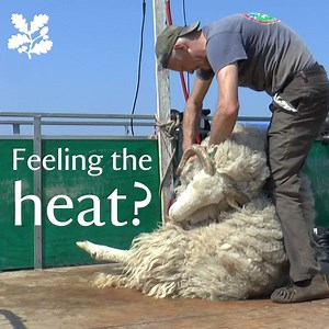 33K views · 843 reactions | Have you been feeling the heat this week? Luckily, our shepherd Andrew is on hand to help the sheep of Orford Ness shed their winter coats… | National Trust | Facebook