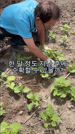 강낭콩 많이 따는 방법 #강낭콩 #강낭콩키우기