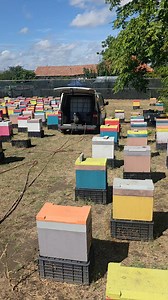For queen bees reservation 2026 season, please visit us at www.Apis-Donau.com, place the order and choose your preferred delivery date. The queens will arrive at your home address in 24 hours in EU. #honeybees #apiary #bees #apiculture #apicultura #honey #beekeeping #queenrearing #apicoltura #queenbee #imkerei #miel #beeswax #beesofinstagram #seabees #beeston #lovebees #beestrong #saveourbees #savebees #beeswarm #apiary #pollination #beekeepinglife #urbanbeekeeping #ilovebees | Apis Donau 1905