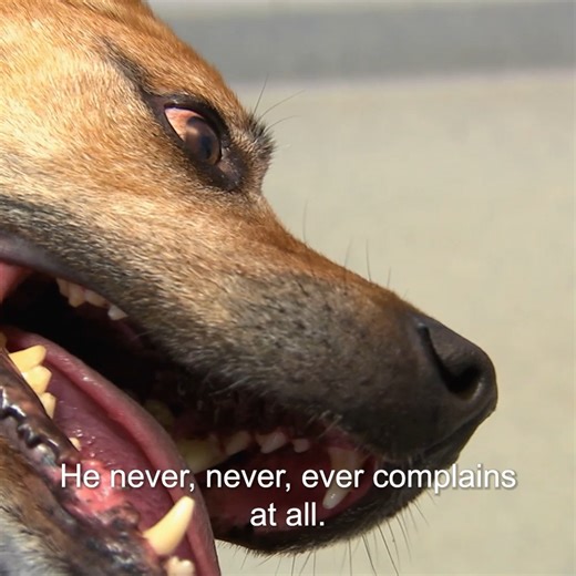 264K views · 6.1K reactions | Lump near blood vessel makes dog’s surgery risky  | Bondi Vet | Facebook