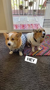 703K views · 10K reactions | The truth always comes out  | Hammy & Olivia | Facebook