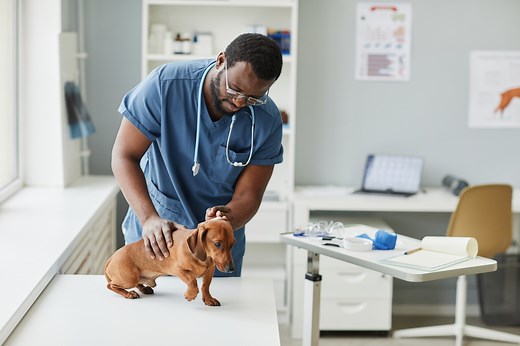 Cushing’s Disease in Dogs: Symptoms, Diagnosis, and Treatment | PetMD