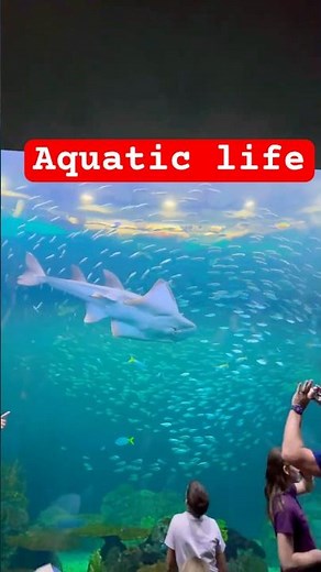 Mesmerizing Fishes Inside the Aquarium | Relaxing aquatic life ☺️