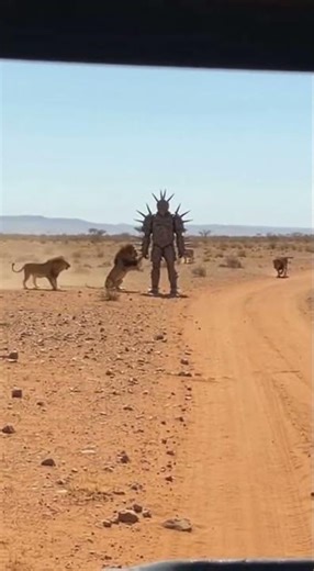 Lion Tamer in Spiked Armor Faces Pride! 🦁 #WildEncounter #Bravery #SavannaTales