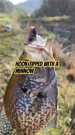 It’s CRAPPIE Time In TENNESSEE! | CRAPPIE FISHING #thenextcast #fishing