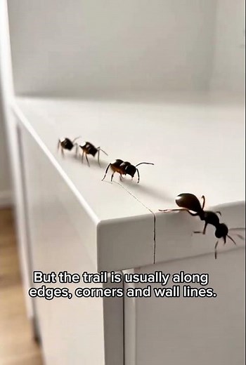 How to Stop Ants Coming Into Your Kitchen Permanently