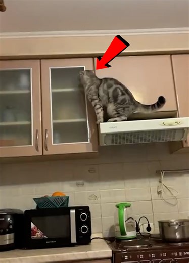 13K views · 118 reactions | When Your Cat’s IQ Is Higher Than Yours! | The last laugh | Facebook