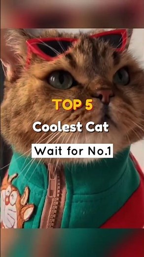 Top 5 Coolest Cats That Will Melt Your Heart 😎🐾 | Cute and Stylish Cats Compilation #cat #cute