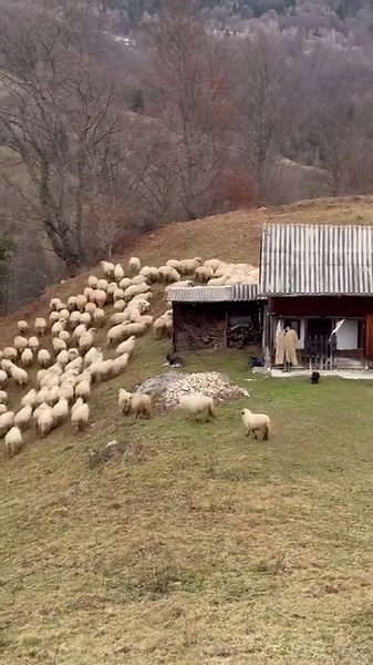 447K views · 16K reactions | Direct din comuna Rucăr Odaia Cu Povesti | Odaia Cu Povesti | Facebook