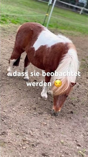 Pony & Pferd zeigen sich 🐎✨ | Stall Momente auf dem Acker