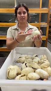 146K views · 8.7K reactions | “Moments like this never get old—carefully opening reticulated python eggs and witnessing the first glimpse of new life. It’s an honor to help these little ones start their journey.  • • • • • • • • #ZookeeperLife #HatchDay #awesome #animals #animalphotography #eggs #snakes #snakeeggs #pythons #animals | The Reptile Zoo | Facebook