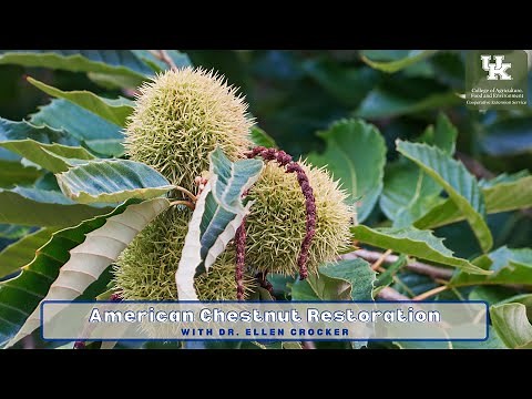 American Chestnut Restoration