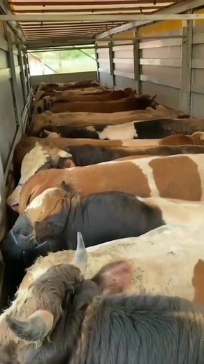 Simmental, Simmenthal o Fleckvieh #simmental | Infoagrìcola