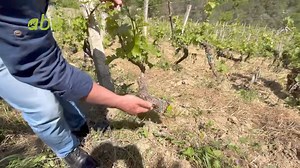 4.9K views · 53 reactions | ABA Online organizoi demonstrimin praktik...