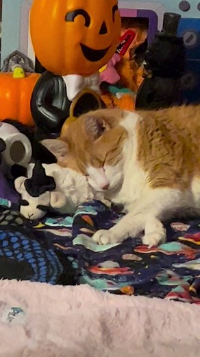 4.5K views · 639 reactions | I don’t count sheep, I use them as pillows.#cat #cats #catnap #catsofinstagram #catlover #cats_of_world #instacat #cute #catvideos #sleep #sleeping | Butters | Facebook