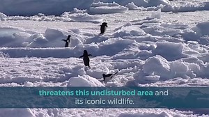 44K views · 2.1K reactions | Join Greenpeace's petition to help create the largest protected area on Earth. Sign now! | Greenpeace Canada | Facebook