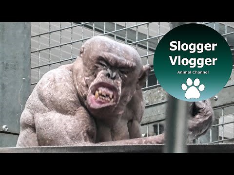 Hairless Chimp's Funny Sneeze And Close Ups