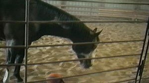 Funniest Pets & People S01:E77 - Toy Story