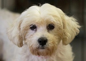 2K views · 315 reactions | Megan is available for adoption in Colorado Springs, CO. Read about her at this link: https://www.petango.com/Adopt/Dog-Bichon-Frise-42222936 Learn about adoption here: https://nmdr.org/our-dogs/adopt/ | National Mill Dog Rescue | Facebook