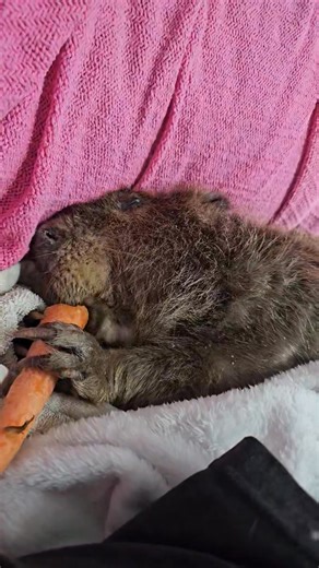 283K views · 19K reactions | I told Agnes that no one would watch her...