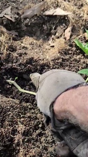 How to plant your tomato plants