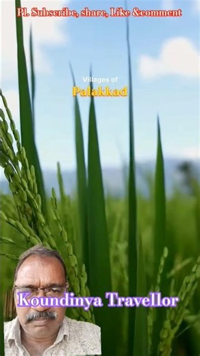 Rural climate in Kerala #shorts #youtube updates #yt shorts #Koundinya Travellor #