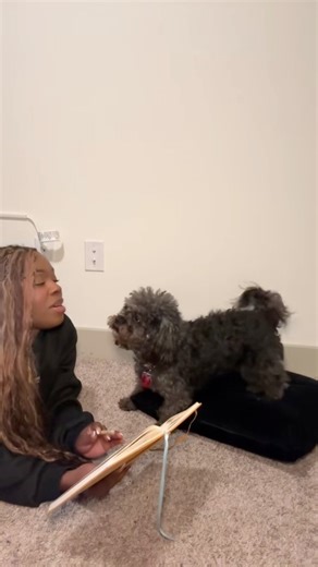 679K views · 11K reactions | Somebody said… #crashout #funnydogs #shihtzulovers #chihuahua #dogmomlife #fypviralシ | Tk Paris | Facebook