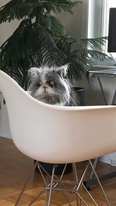 14K views · 1.6K reactions | When he waits for me to sit at the computer so he can sit on the keyboard... 臘‍♀️ *************************************Quand il attend que je m'installe à l'ordi pour pouvoir s’asseoir sur le clavier... 臘‍♀️ | Atchoum the cat | Facebook