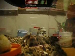 Tarantula Vs. Mouse