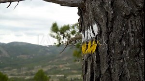 Slow motion, striped lines pinted on a pine trunk in yellow and white, landmark way point for hiking.