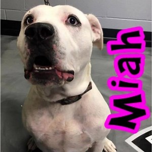 55 reactions · 50 shares | MIAH-Pit Bull Terrier Sandusky County Dog...