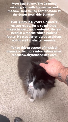 Meet Bad Bunny. The Grammy winning cat with his meows and moods. He is taking center stage at the Super Bowl this Sunday. Bad Bunny is 6 years old and is rescue ready. He is vaccinated, microchipped, and neutered. He is in need of a rescue with a patient foster. He was surrendered and does not do well in shelter kennels. To tag this producer of musical meows or for more information email rescues@cityofmesquite.com | Cats of MAS