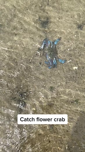 How to catch crab #flowercrab #crab #hunting