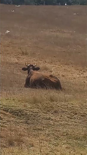 🦆Free Space for Various Livestock🐕～🐓様々な家畜のフリースペース🏕️🐄